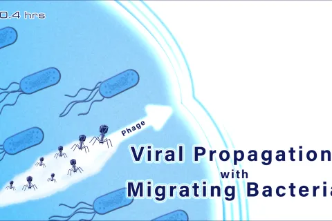 illustration of viral propagation with migrating bacteria